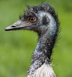 An Emu, head and neck