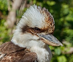 A Kookaburra, head and neck