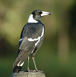 A Magpie