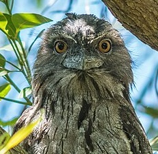 A Tawny Frogmouth