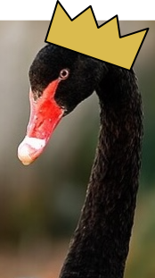 Black Swan wearing a crown.