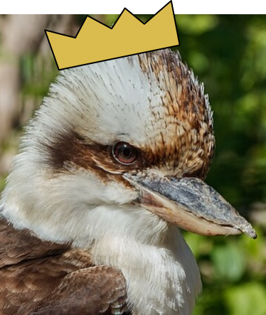 Kookaburra with a crown on their head.