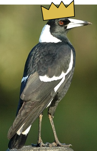 Magpie with a crown on its head