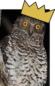 Powerful Owl with a crown on its head